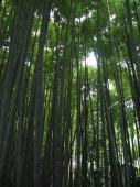 gal/Autour de Tokyo/Kamakura/_thb_105_0533.jpg